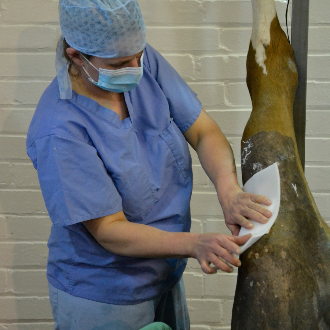Equine veterinary nurse dressing a wound on an anaesthetised horse