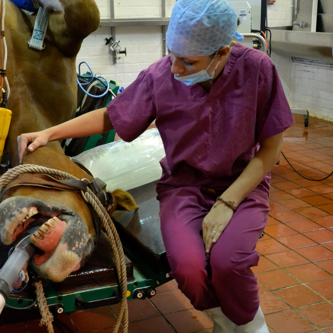 Equine veterinary nurse monitoring a horse under anaesthetic