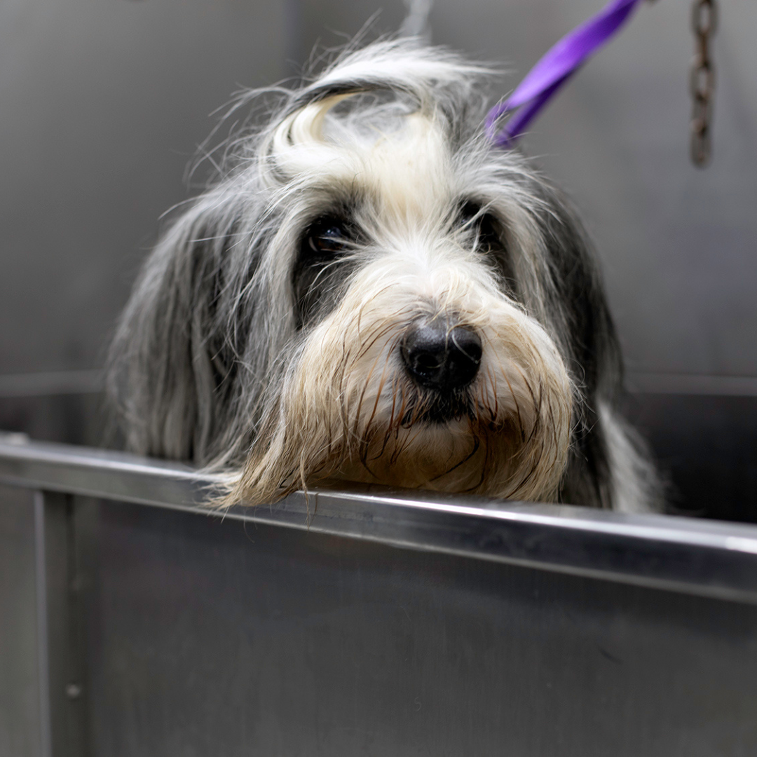 Bearded Collie in a bath