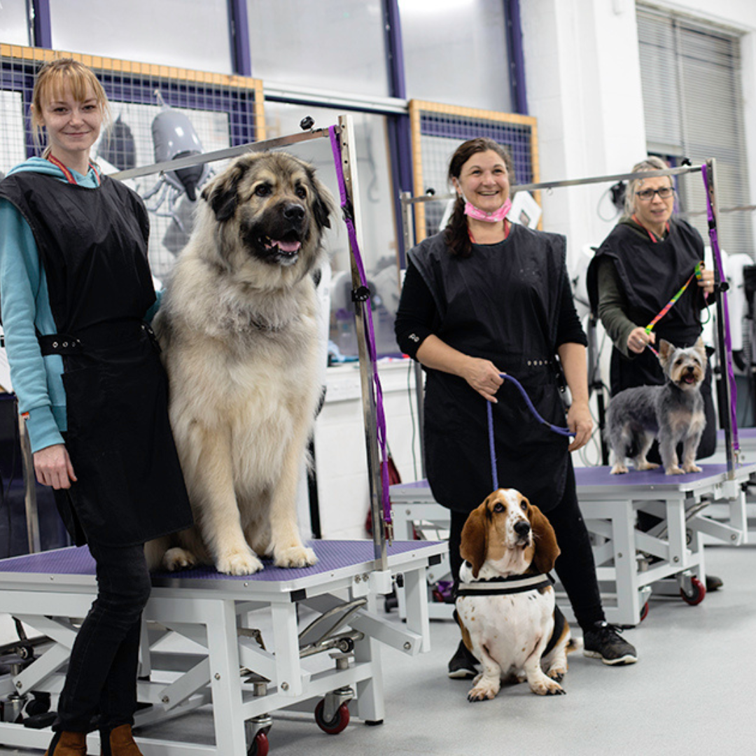 Dog Grooming students stood by grooming tables with dogs next to them