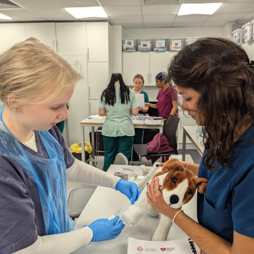 Veterinary Nurse degree students undertaking clinical skills practice at university