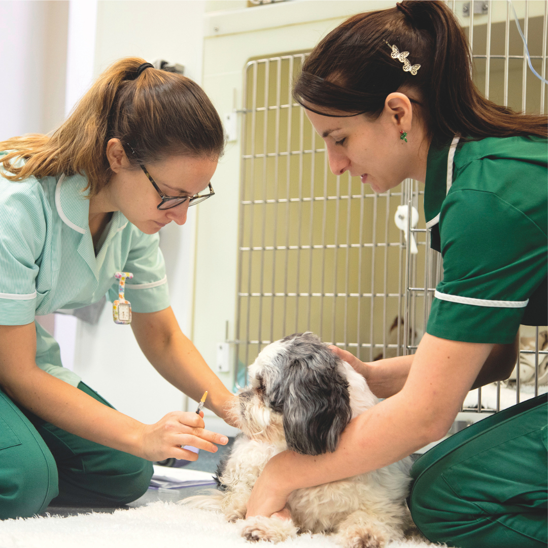 Qualified and student veterinary nurse caring for a small lhasa apso dog