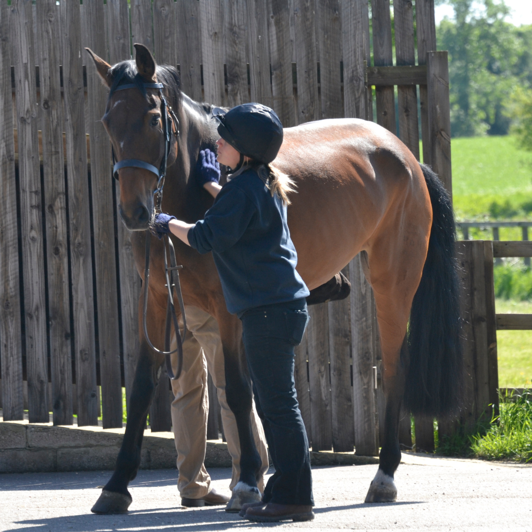 Lady holding a horse with a headcollar on in a yard