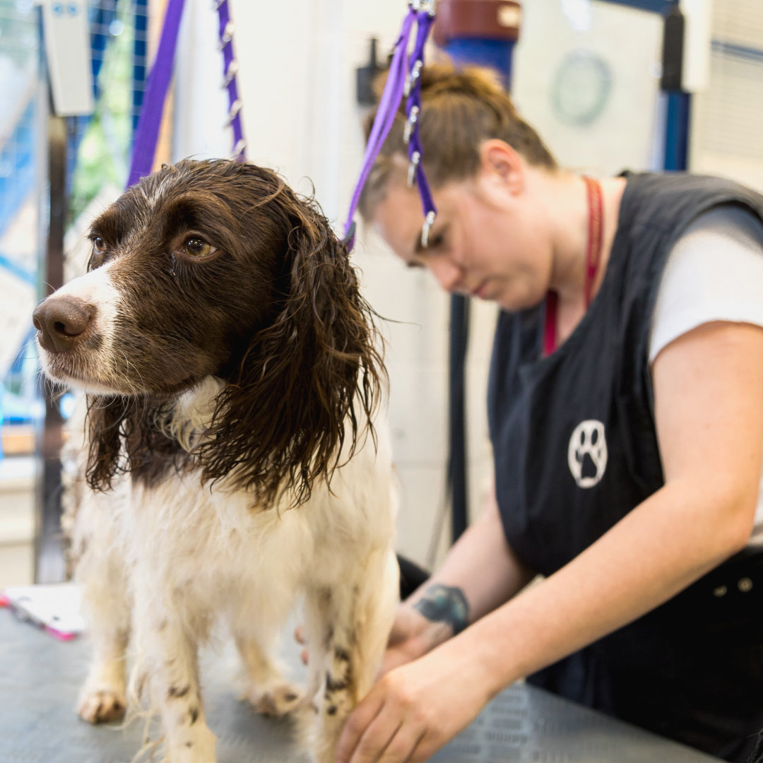 Springer spaniel being groomed by a dog grooming student on a table