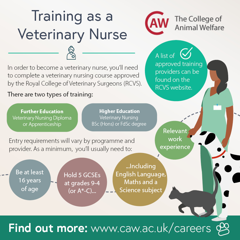 How to Become a Veterinary Nurse Social Image