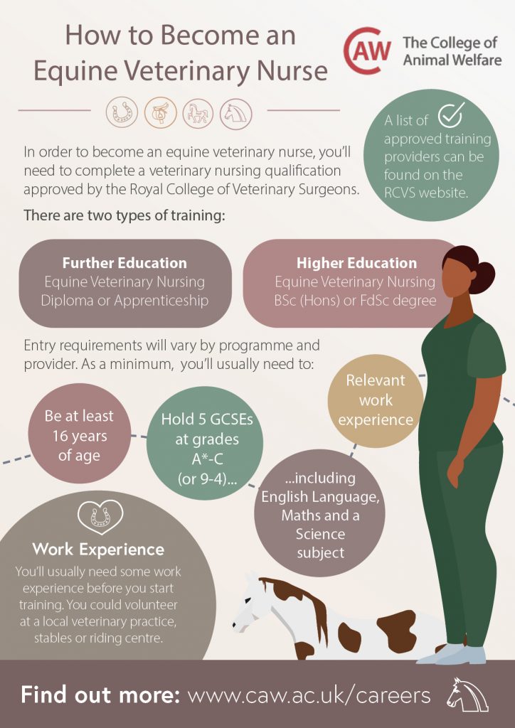 How to Become an Equine Veterinary Nurse Poster