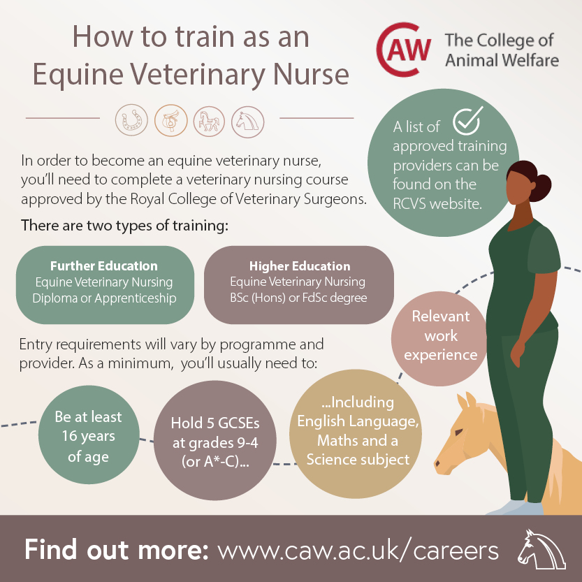 How to Become an Equine Veterinary Nurse Social Image