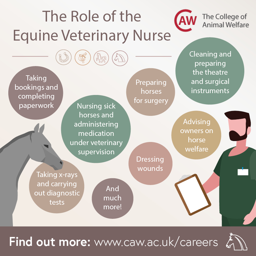 The Role of the Equine Veterinary Nurse Social Image