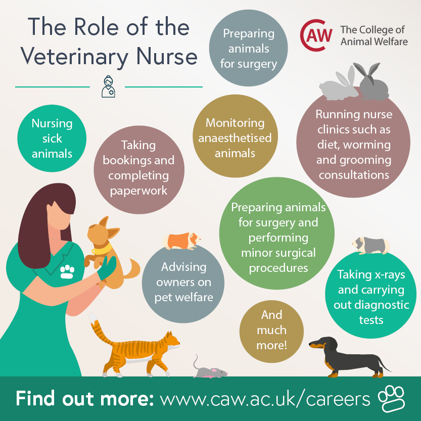 The Role of the Veterinary Nurse Social Image