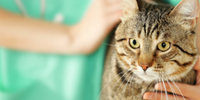 Veterinary Care apprenticeships and courses