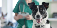 Veterinary Nursing apprenticeships, diplomas and degrees