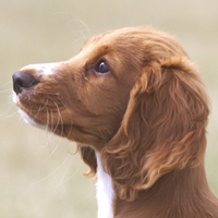 Dog icon