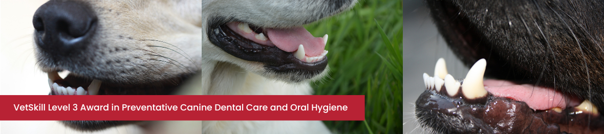 Course: VetSkill VTEC Level 3 Award in Preventative Canine Dental Care and Oral Hygiene