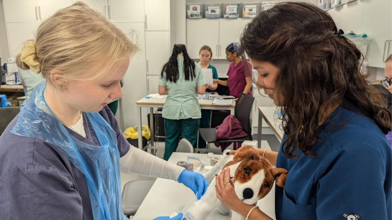Degree student veterinary nurses undertaking practical skills training at university