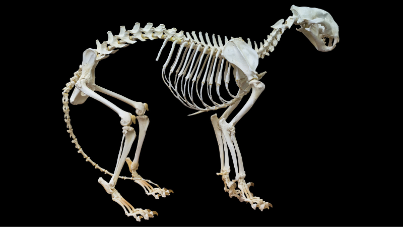 Cat Skeleton on a black background