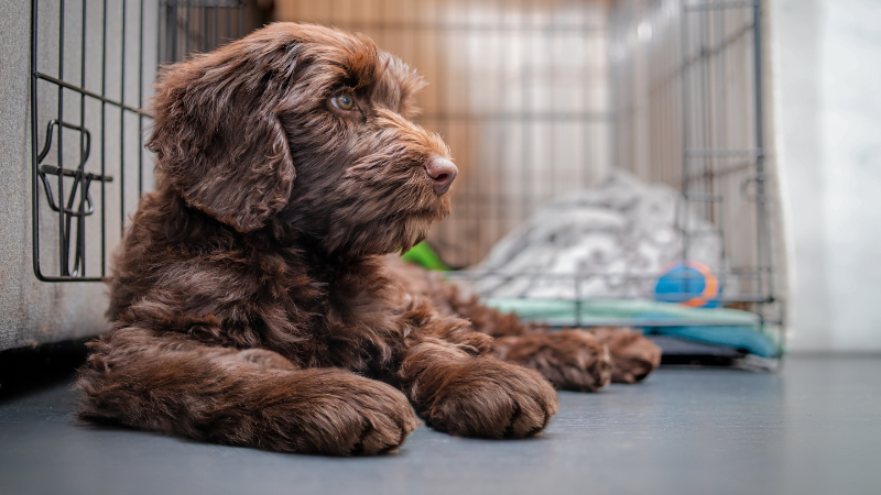 Brown Cockerpoo laying down by a crate