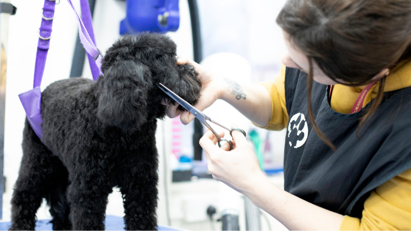 Student grooming a black cockerpoo that is standing on a grooming table