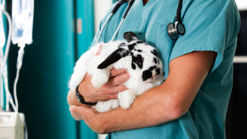 Male veterinary nurse holding a black and white rabbit