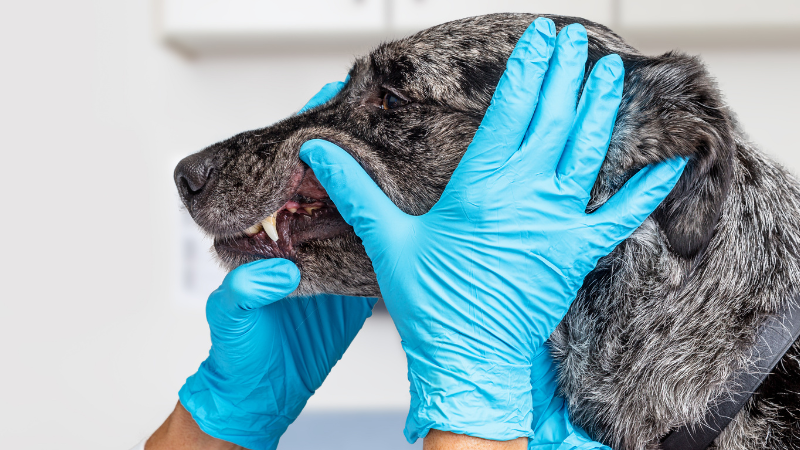 Person wearing blue gloves examining the mouth of a blue merle dog
