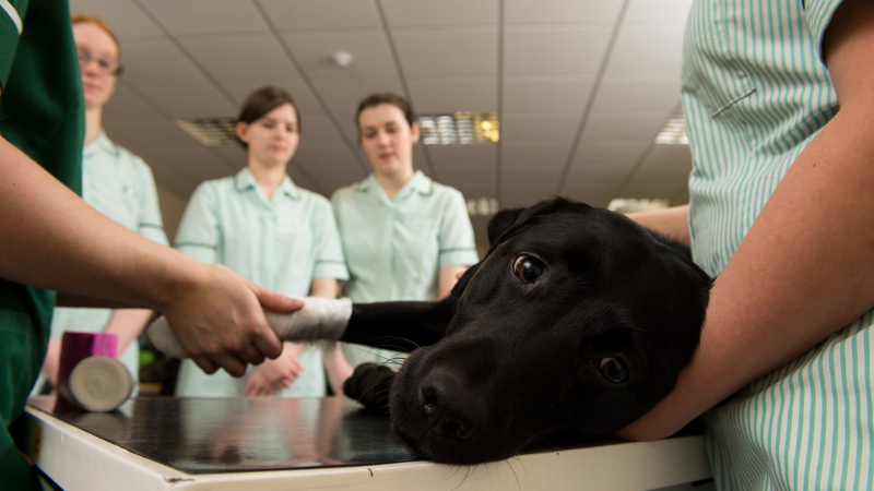 Student veterinary nurses watching a qualified vet nurse bandaging a dog's leg