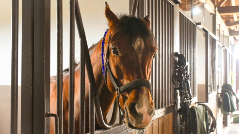 Bay coloured horse stood in a stable with head over the door wearing a headcollar