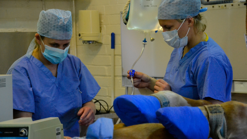 Equine vet nurse and vet operating on a horse