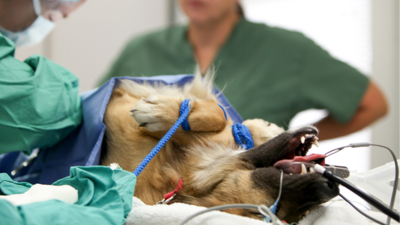 Brown dog under anaesthesia laying on an operating table on its back.