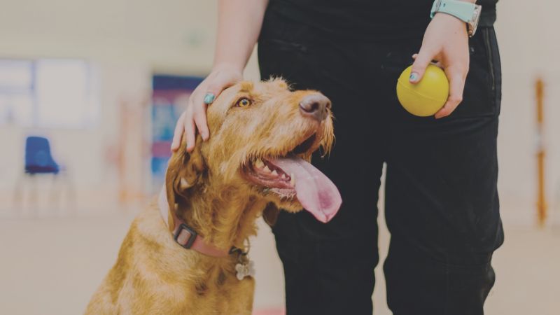 Wire haired Vizsla in Day Care Centre