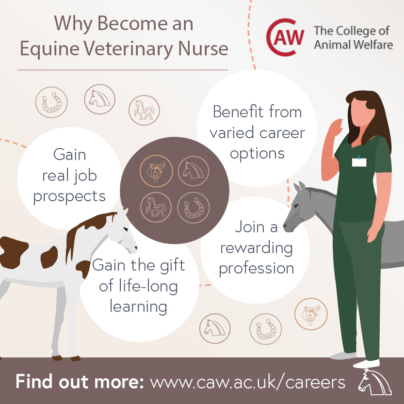 Why Become an Equine Veterinary Nurse Social Image