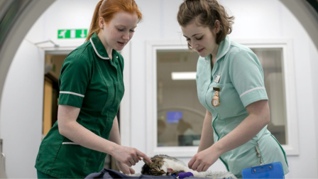 Student veterinary nurse on work placement alongside a qualified veterinary nurse, monitoring a cat under sedation