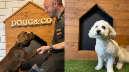 Jon with a chocolate working cocker spaniel, and a bichon frise that he groomed