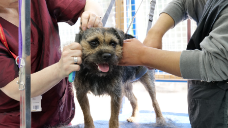 Border terrier being handstripped by grooming student and tutor on a grooming table