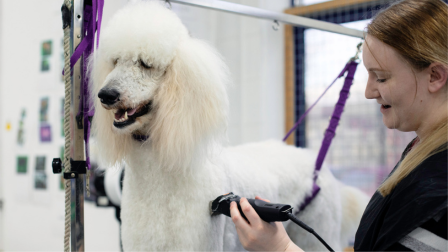 White standard poodle being clipped by a dog grooming student