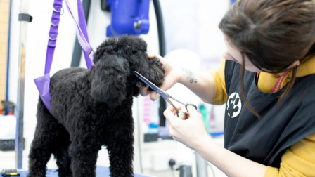 Lady scissoring the face of a black cockerpoo on a grooming table