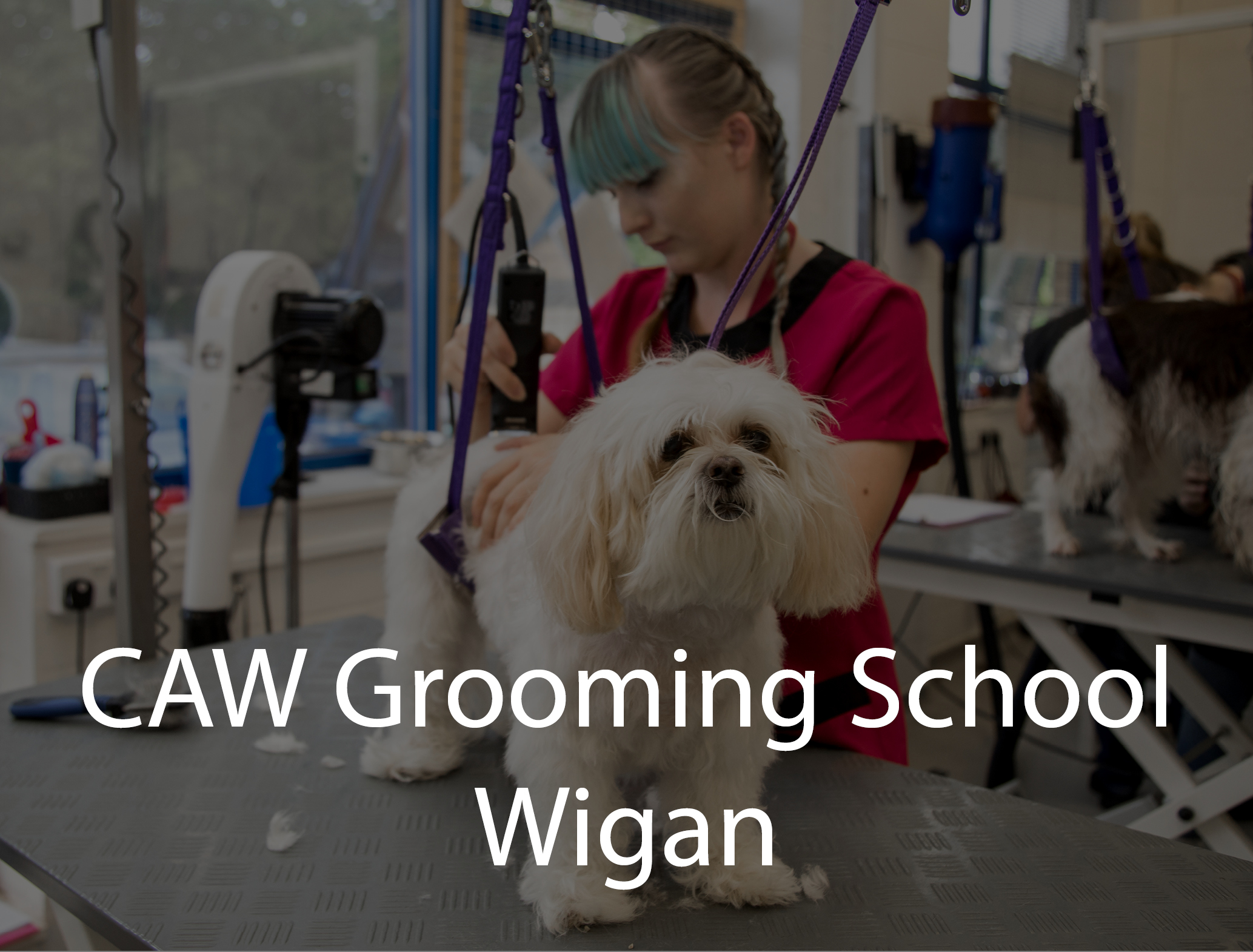 Dog Grooming Wigan