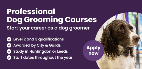 Dog Grooming Courses