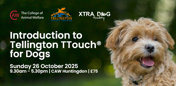 Introduction to Tellington TTouch for Dogs - Sunday 26 October 2025 