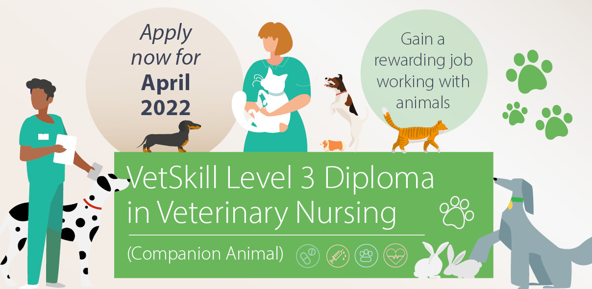 Start studying the Level 3 Diploma in Veterinary Nursing in January 2022