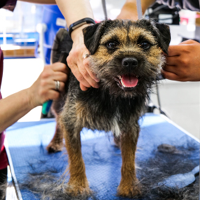 Dog icon 1