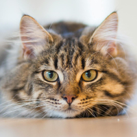Cat icon
