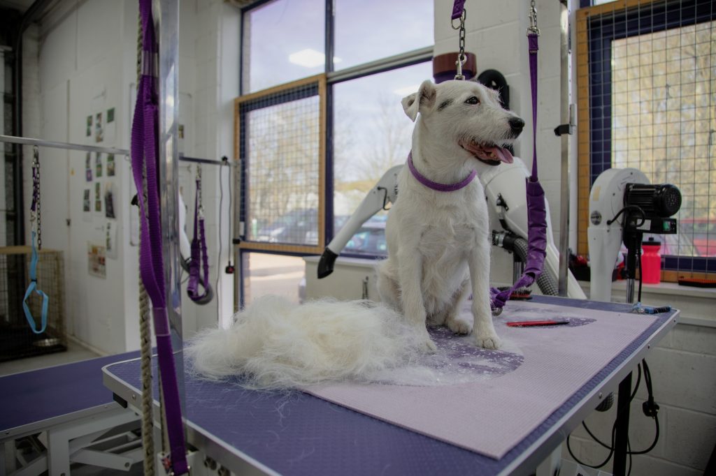 Dog Grooming Huntingdon