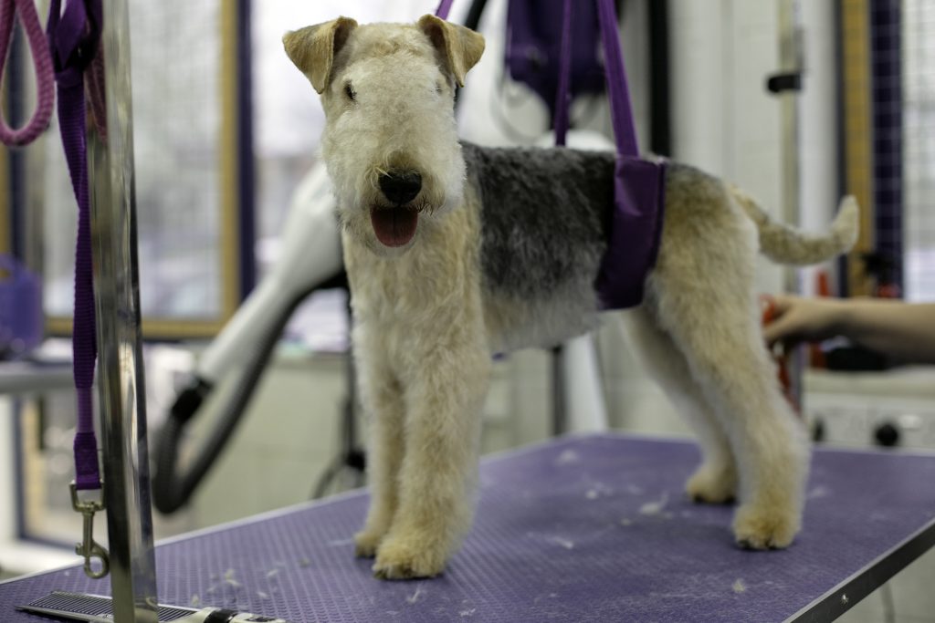 Dog Grooming Huntingdon