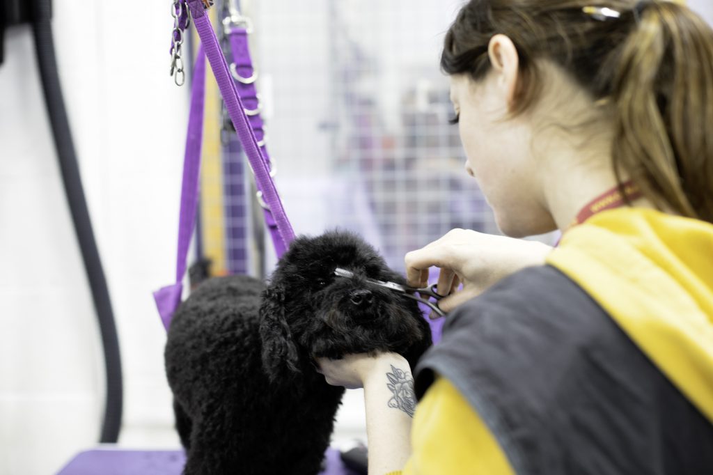 Dog Grooming North London