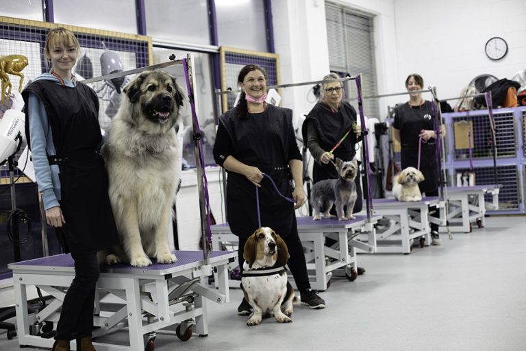 Dog Grooming Services in Godmanchester CAW