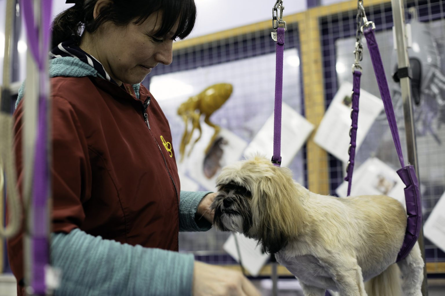 Dog Grooming Services in Wigan CAW