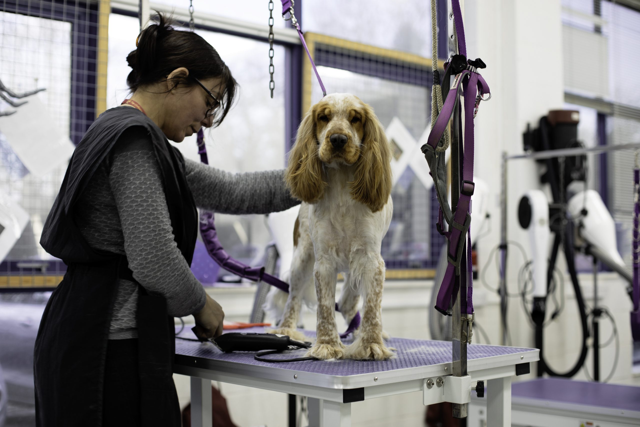 Dog Grooming Services in North London CAW