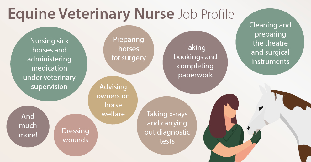 Equine Veterinary Nursing Careers Advice