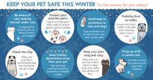 10+ Winter Pet Safety Tips – Keep Your Pets Safe this Winter!