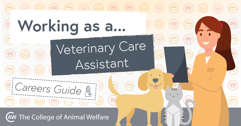 Your Guide to a Career as a Veterinary Care Assistant