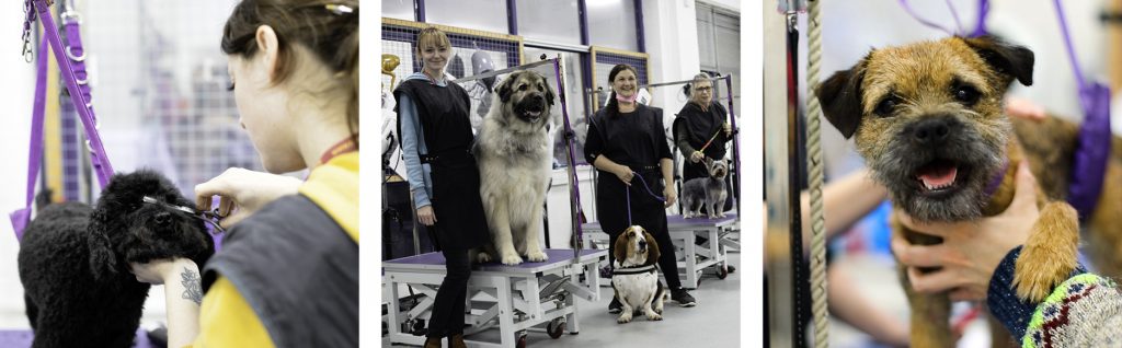 Images of student groomers practicing on real pets